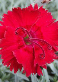 Dianthus gratianopolitanus 'Red Beauty'